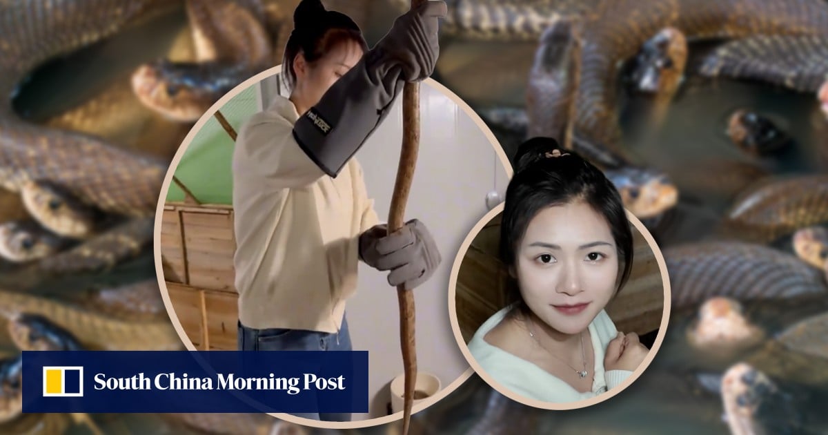 China woman returns to hometown to raise 60,000 venomous snakes, earns US$146,000 annually