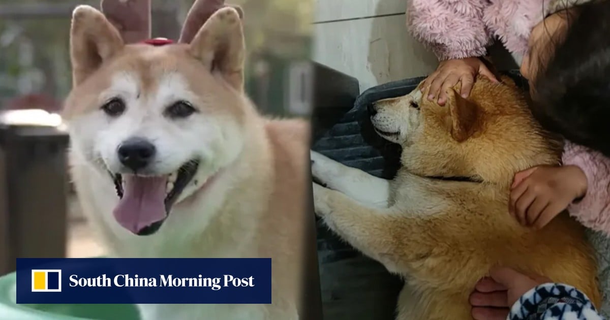 From auction block to loving home: China netizens remember celebrity dog’s heartwarming journey
