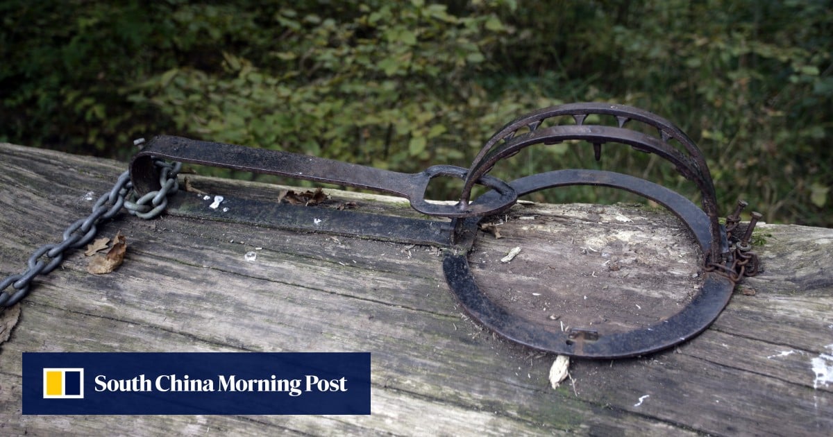 Give officials more power to probe suspected animal cruelty cases: watchdog