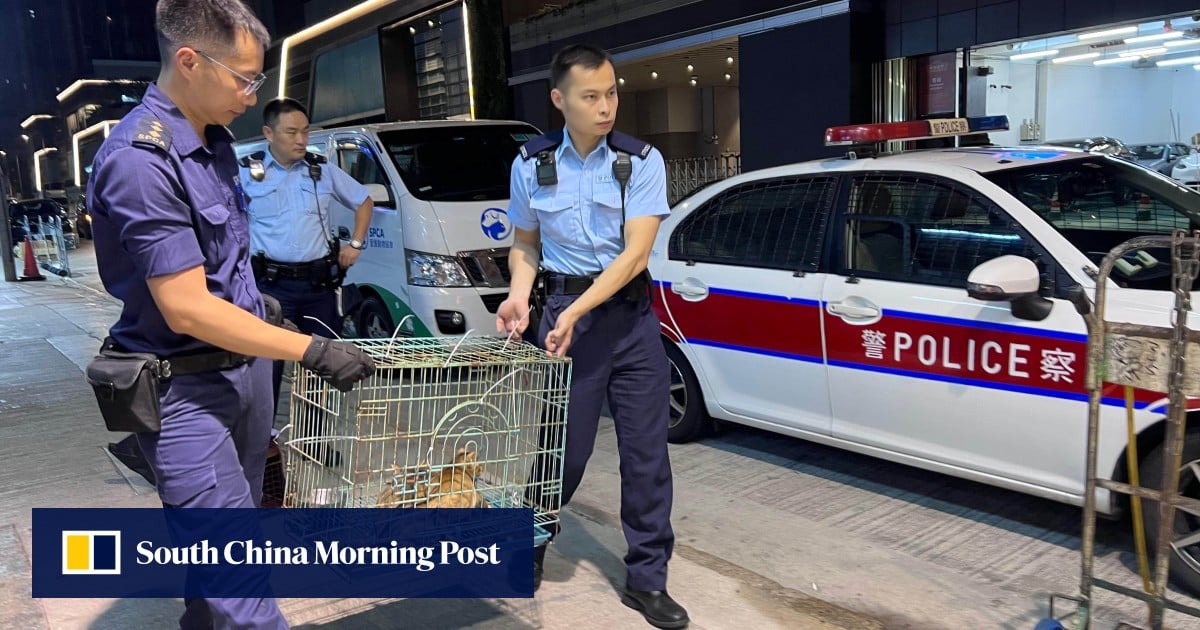 Hong Kong to strengthen police coordination in animal abuse cases