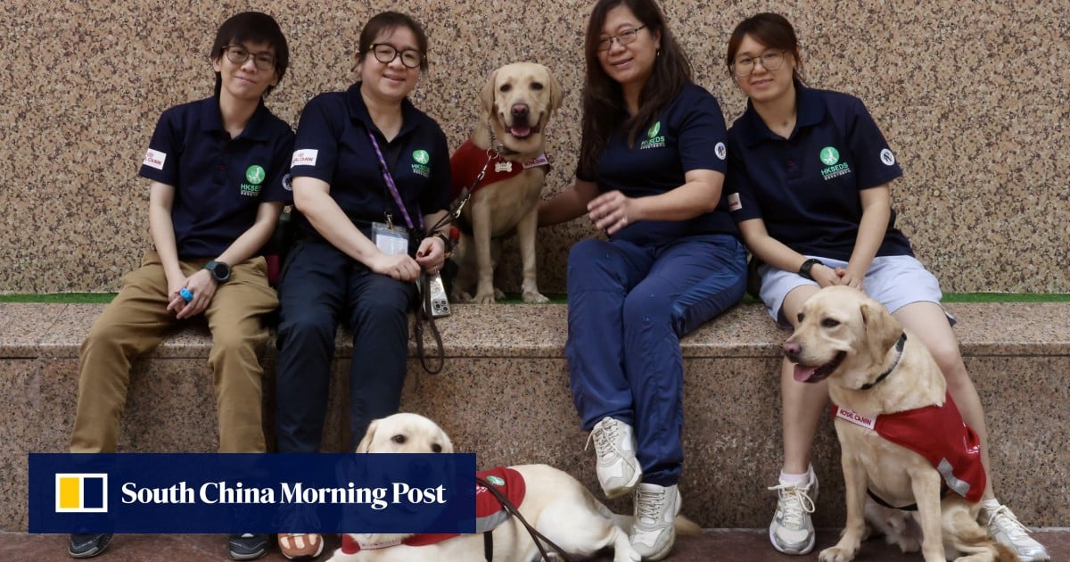 Hong Kong charity breeding Labrador with golden retriever to boost guide dog supply