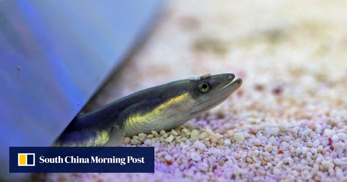 Chinese scientists replicate eel’s 6,000km breeding journey inside research pool