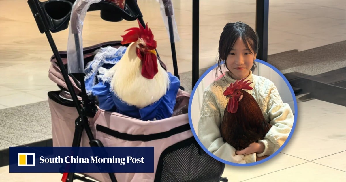 China city dwellers adopt chickens as pets, treating them like babies, walking them in prams