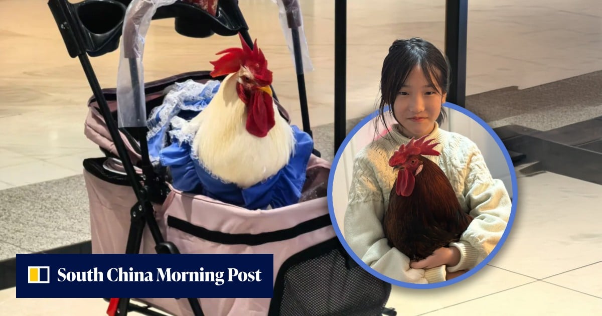 China city dwellers adopt chickens as pets, treating them like babies ...
