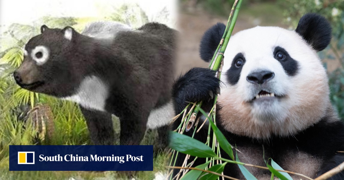 China pandas rise from unknown status to become palace pets, then national symbols, treasures