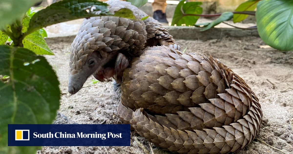 Pangolin win: Vietnam sends scale smugglers to prison for 8 years