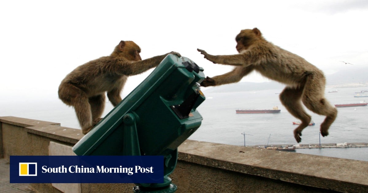 Gibraltar’s monkeys may be eating soil to cope with junk food from tourists