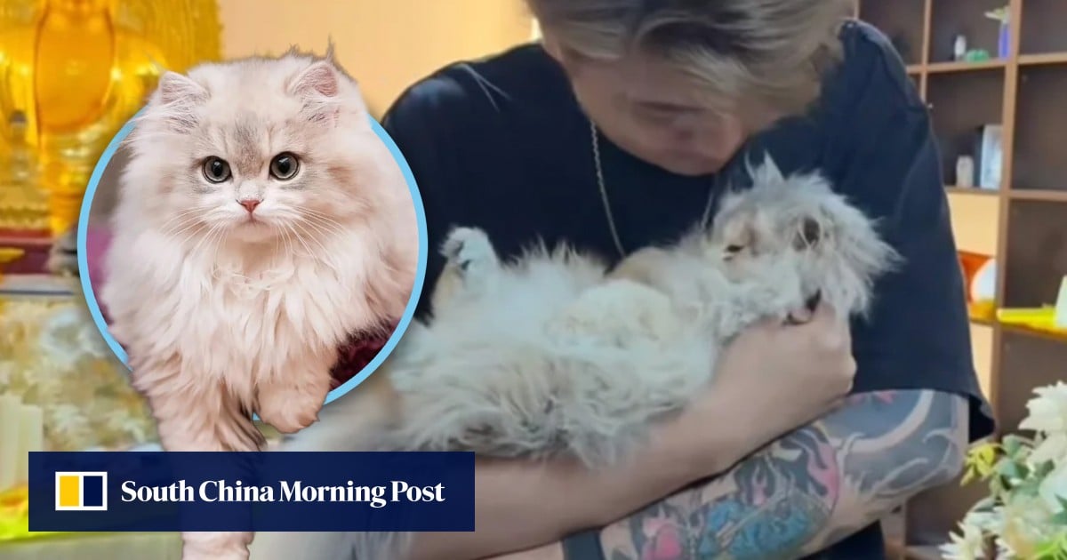 Death of China celebrity cat leads to hospital compensation, benefits 1,100 stray felines