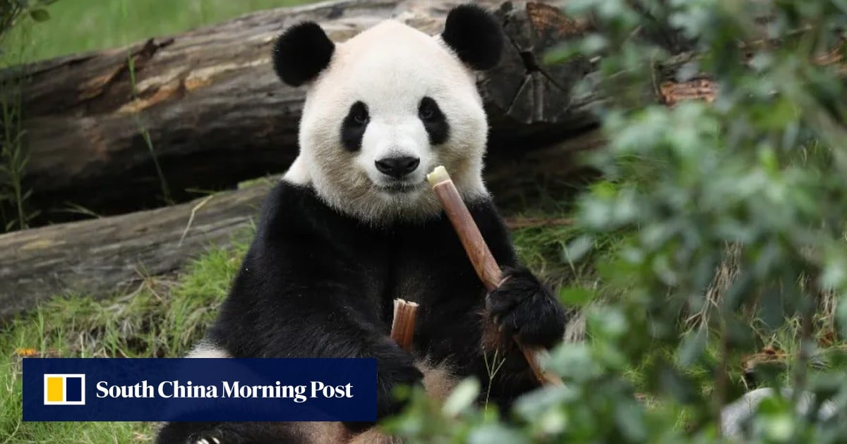 In lead-up to Trump’s Beijing visit, China announces 2 pandas are headed to US zoo