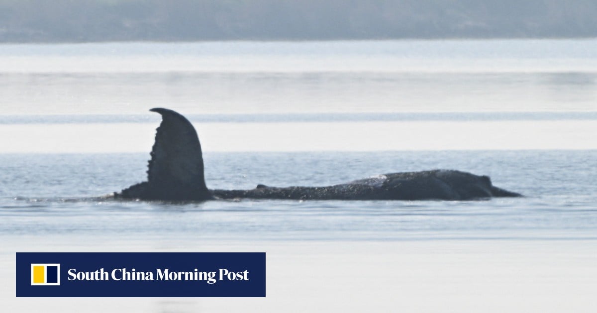 Beached whale grips and divides Germany: ‘free Timmy!’