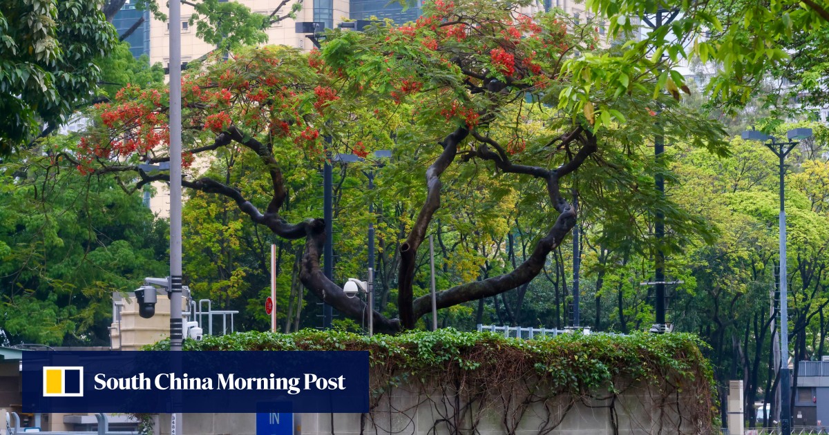 Some Hong Kong trees are behaving strangely and botanists want to know why