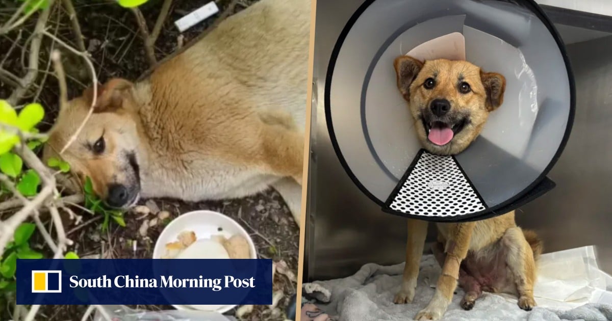 China stray dog becomes local hero after car crash, 56 cabbies cover ...