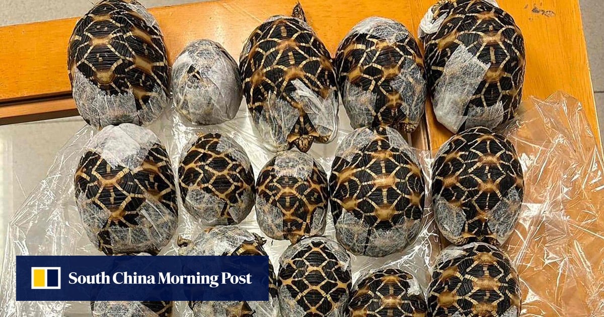 How Thailand as transit hub feeds India’s exotic pet craze: ‘it’s organised crime’