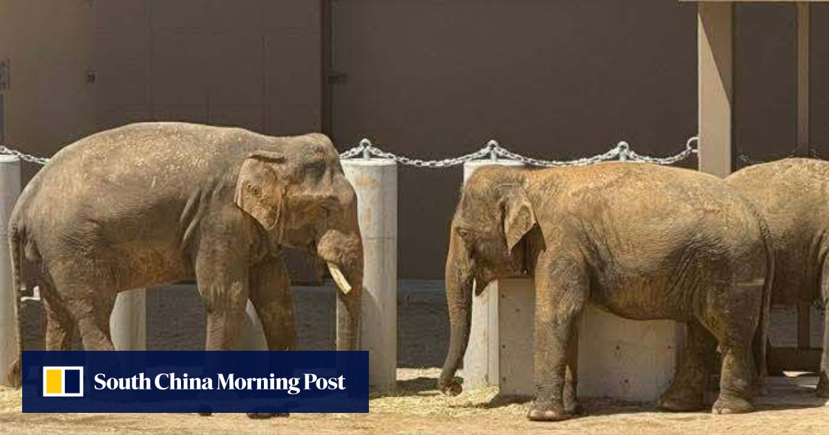 https://cdn.i-scmp.com/sites/default/files/styles/og_image_scmp_generic/public/d8/images/canvas/2026/05/01/67df4b0a-ce94-4678-b81b-5223f3def6be_b8acbf69.jpg?itok=oNhESVVH&v=1777623201