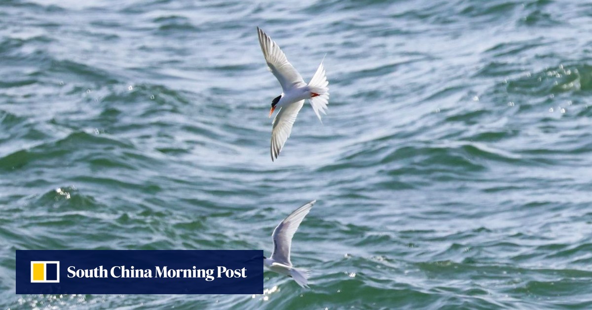 Green group warns of disturbance to uninhabited island known for breeding seabird