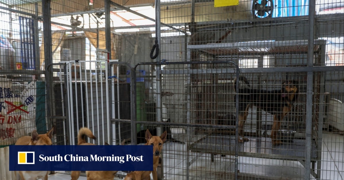 Traffic accidents involving animals in Hong Kong surge 11-fold in 4 years