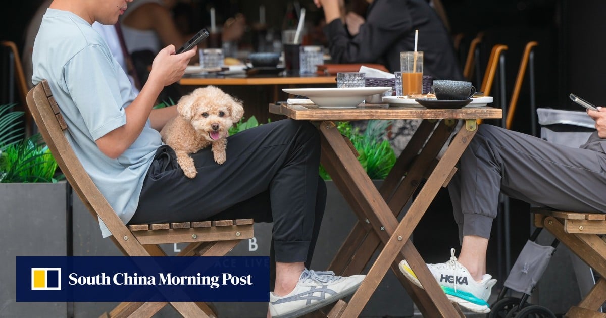 Hong Kong to open applications for restaurant dog-friendly licences on May 18