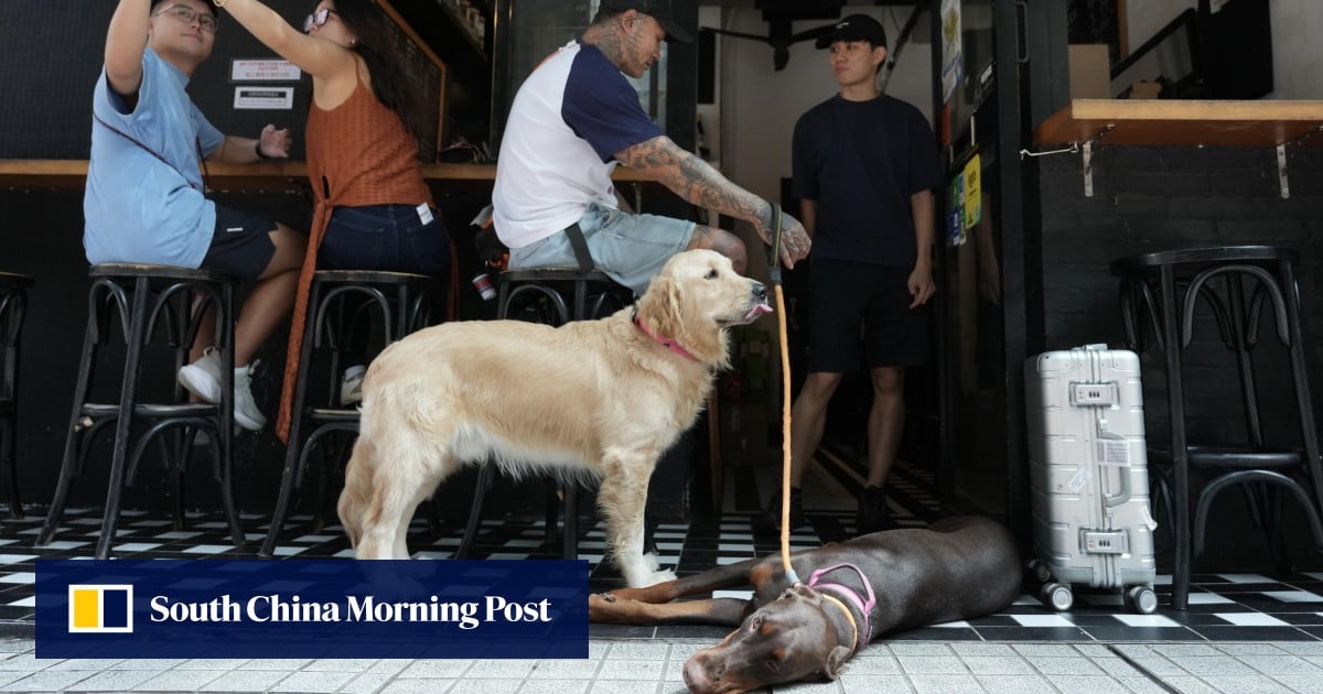No hotpot: Hong Kong dog-friendly restaurants face menu and layout limits