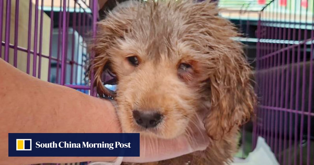Hong Kong police arrest 2 women after sewage-soaked puppy found in bin, put down
