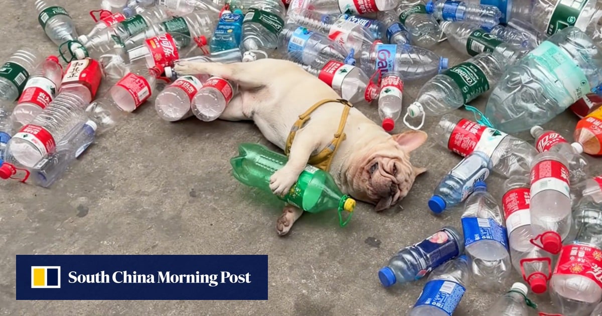 French bulldog in China known for collecting plastic bottles faces threats from animal abusers