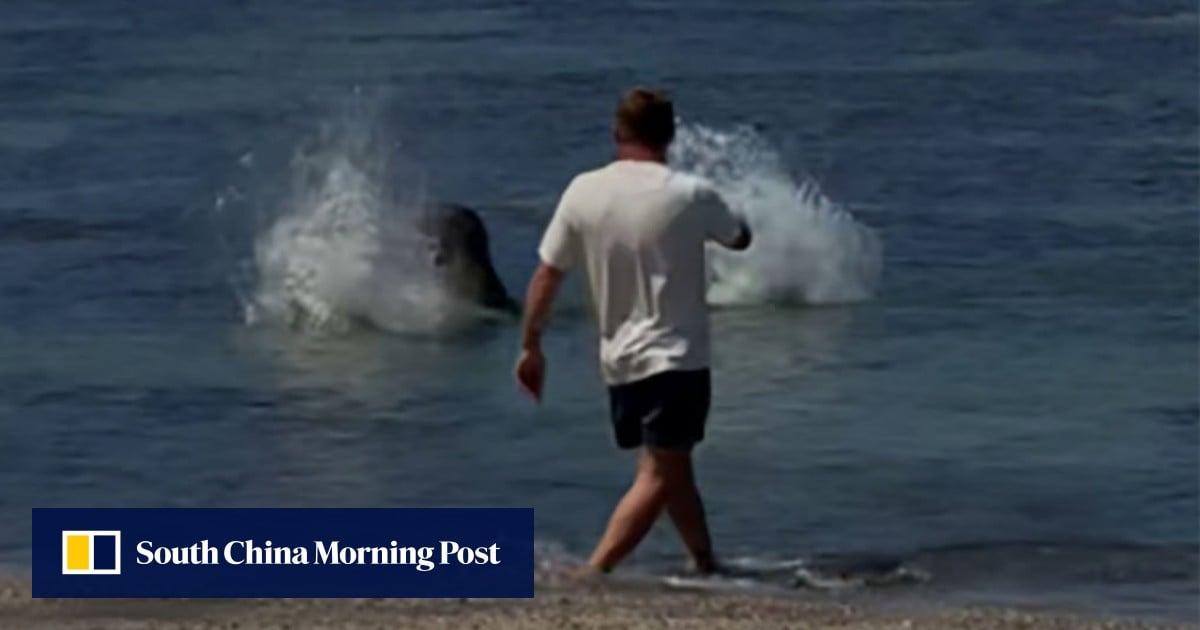 US tourist arrested for throwing rock at endangered seal