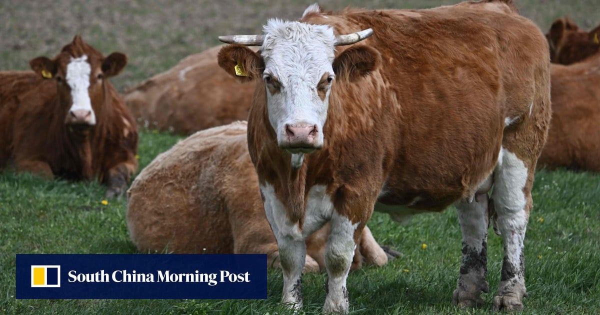 Hiker killed in attack by herd of cows in Austrian Alps
