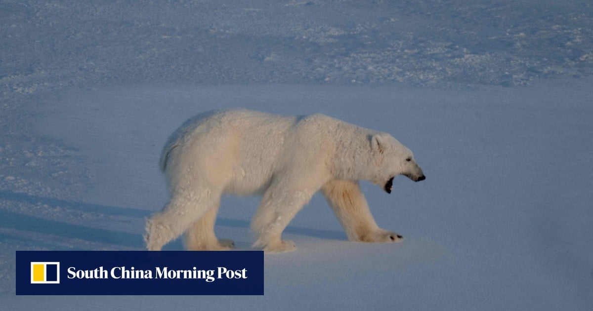 Norway reports Europe’s first case of bird flu in a polar bear