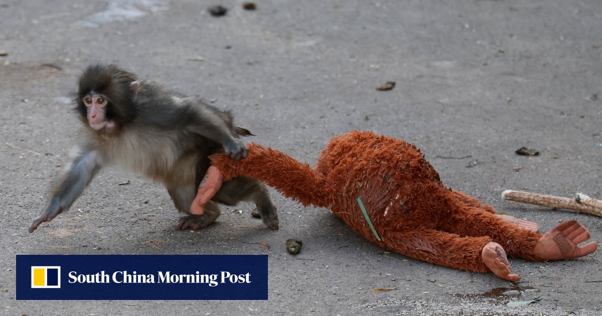 Japan zoo may ban photos near viral monkey Punch after intrusion by 2 Americans