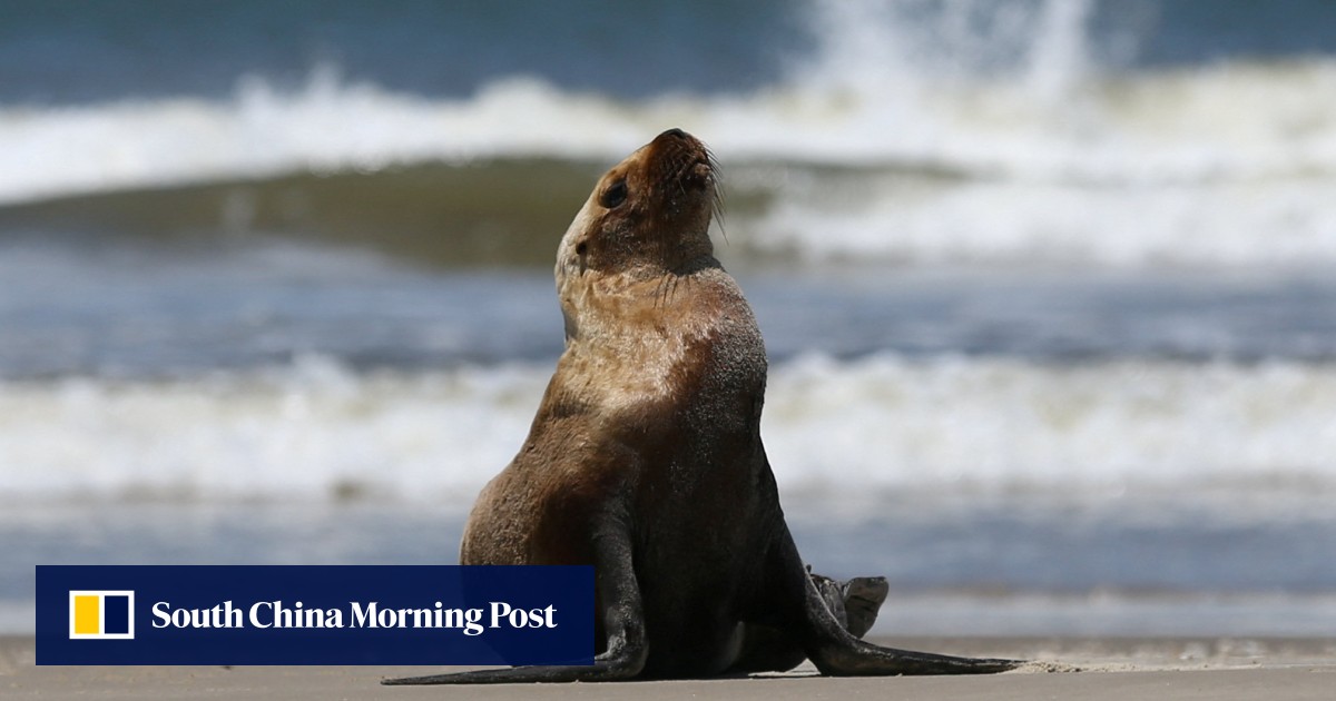 https://cdn.i-scmp.com/sites/default/files/styles/og_image_scmp_generic/public/d8/images/canvas/2026/05/25/3a4db529-0a3a-454a-9560-623d6ff29a02_39694bf5.jpg?itok=Fx_zagMW&v=1779670710