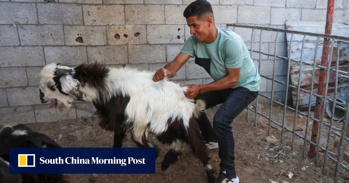 West Bank settlers steal Palestinian family’s sheep herd ahead of Eid festival West Bank settlers steal Palestinian family’s sheep herd ahead of Eid festival