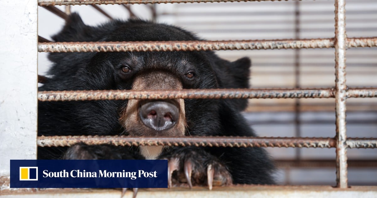 After years in tiny cages, 27 moon bears finally taste freedom in Laos