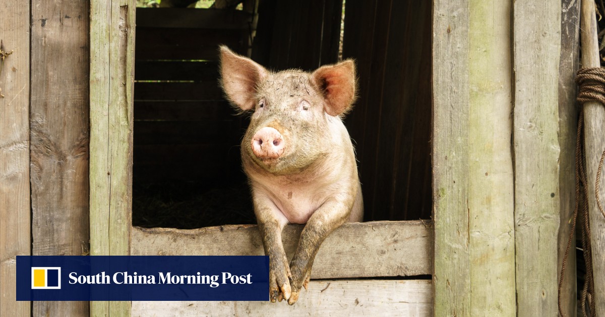 https://cdn.i-scmp.com/sites/default/files/styles/og_image_scmp_generic/public/d8/images/canvas/2026/05/27/714086f4-0b6b-43bd-a324-e627cd9bc1a1_c676d36a.jpg?itok=zIWJliva&v=1779855365
