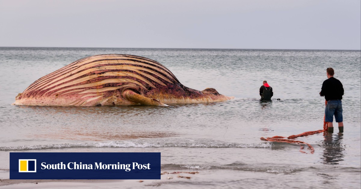 Dead humpback whale Timmy brought ashore on Danish island for postmortem