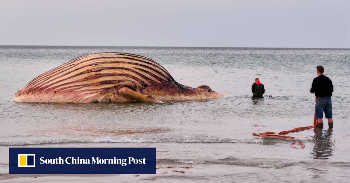 Dead humpback whale Timmy brought ashore on Danish island for postmortem Dead humpback whale Timmy brought ashore on Danish island for postmortem