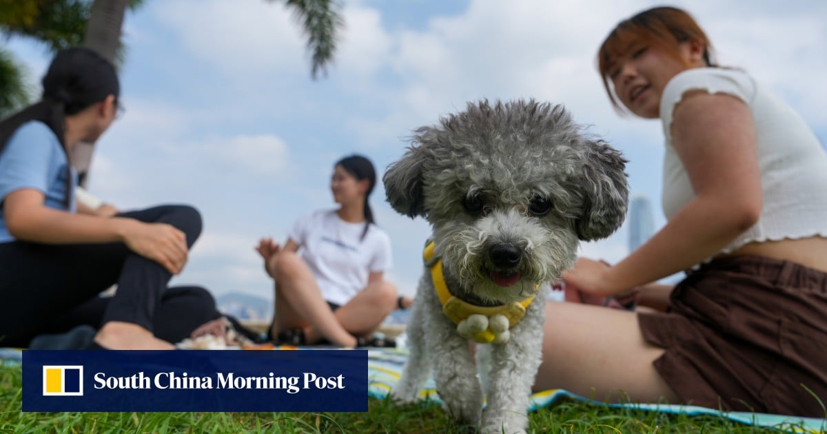Hong Kong steps up random dog licence checks, warns owners of prosecutions