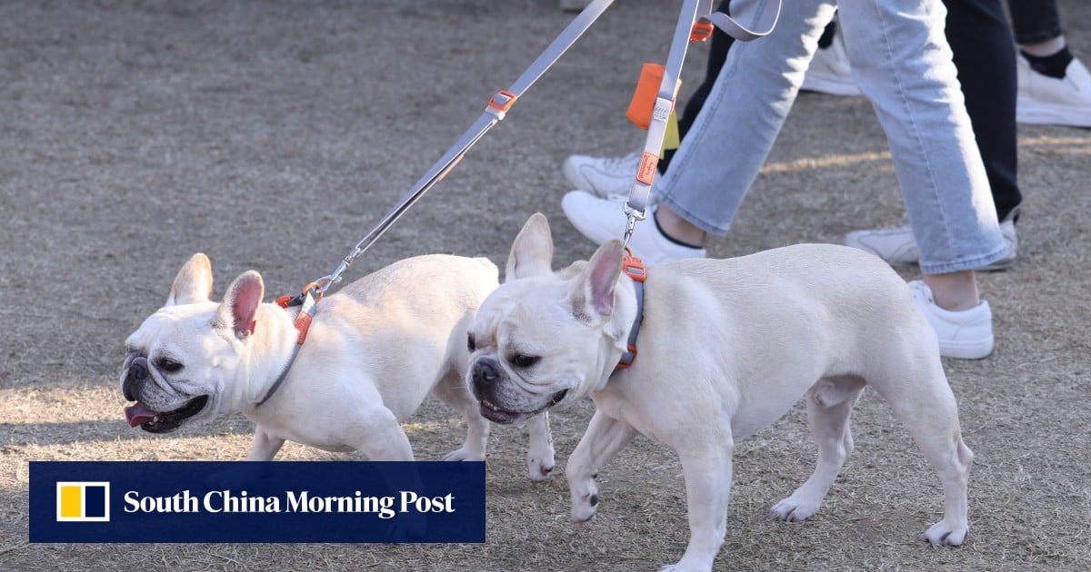 Hong Kong steps up random dog licence checks, warns owners of prosecutions