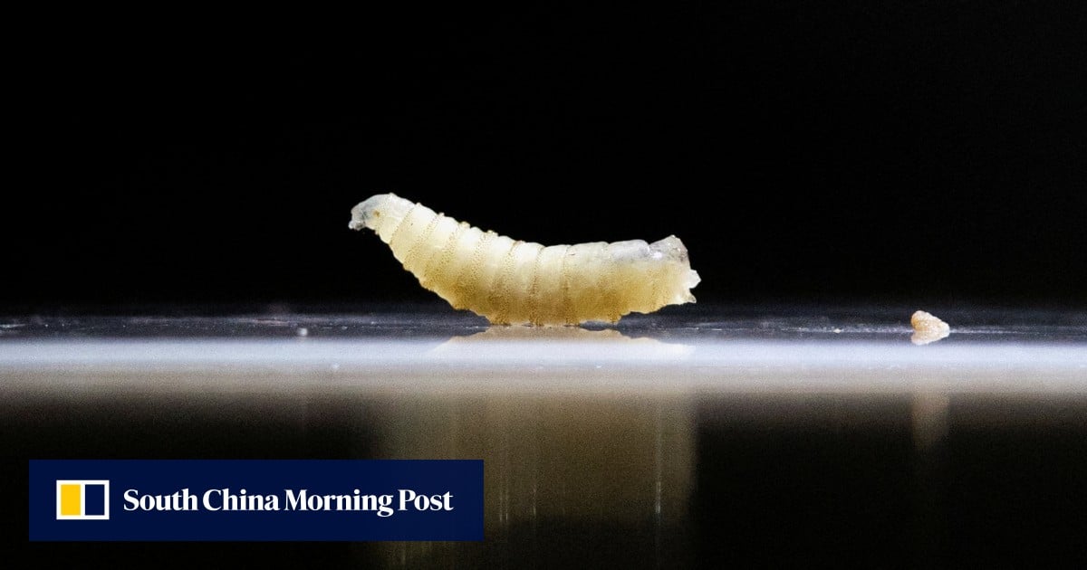 Quarantine in Texas: US races to contain deadly flesh-eating parasite Quarantine in Texas: US races to contain deadly flesh-eating parasite
