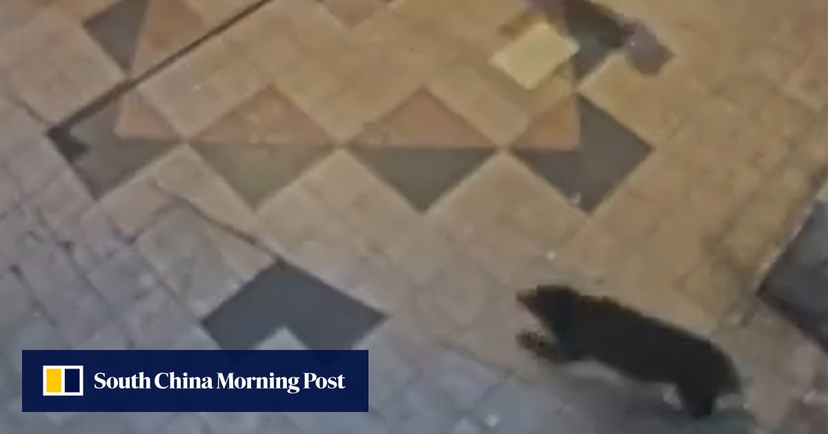 Japanese city closes 94 schools as hunt for stray bear enters third day