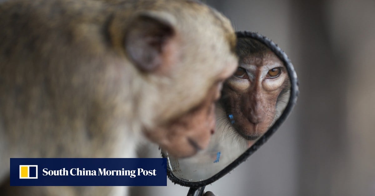 Boy dies in Thailand after attack by grandfather’s monkey, pet released into forest