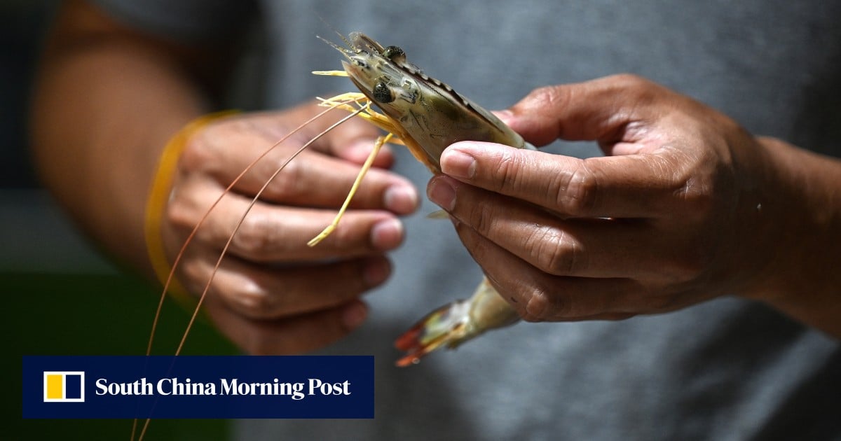 Malaysiaโs import ban pushes Thai shrimp industry to brink