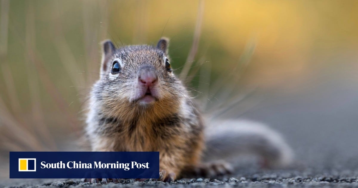 Scientists find woolly mammoth DNA while digging through squirrel faeces Scientists find woolly mammoth DNA while digging through squirrel faeces