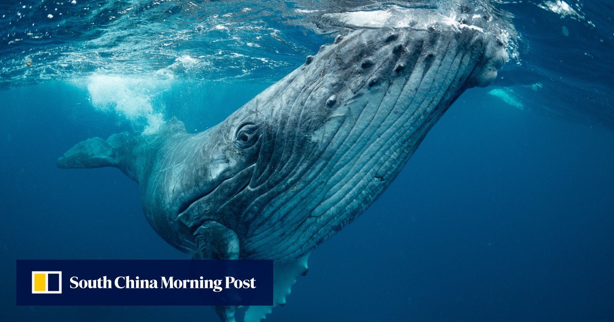 For 5 million years, whales have come to this place in the Indian Ocean to die