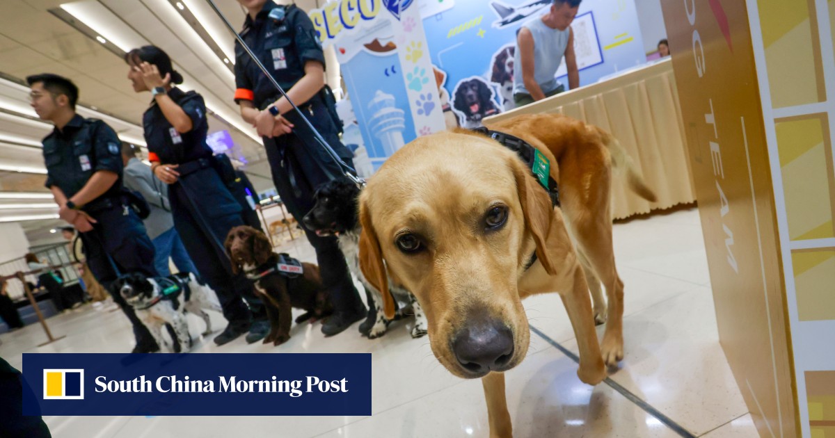 Paw patrol: Hong Kong airport dog unit to cover reopened Terminal 2