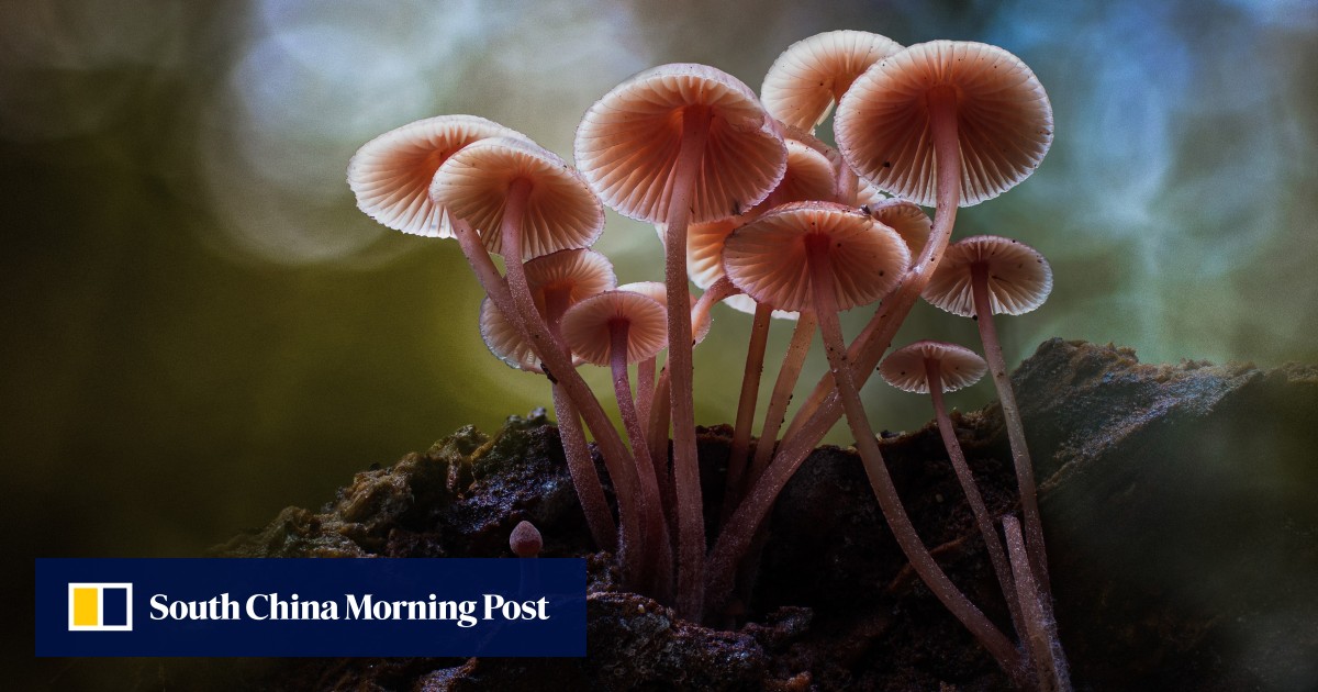 Chinese man climbs out of 27th-floor flat to ‘seek immortality’ after eating magic mushrooms