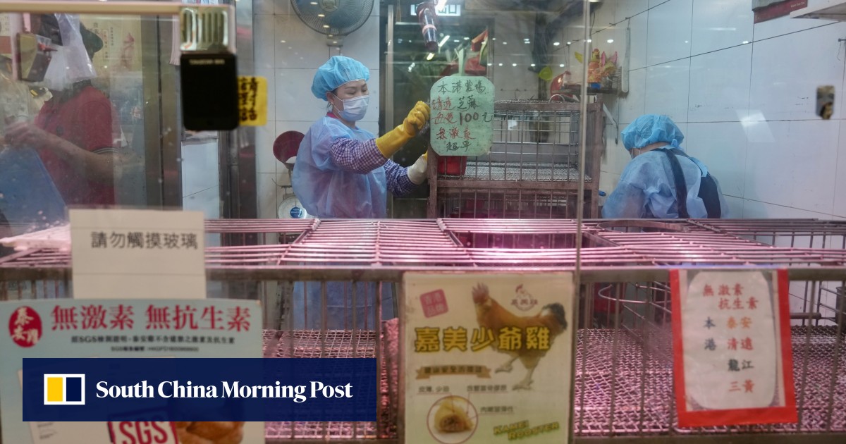 Hong Kong poultry stall suspended for disinfection after bird flu trace detected