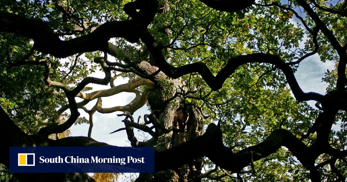 1,200-year-old Sherwood Forest tree, linked to Robin Hood legend, is dead 1,200-year-old Sherwood Forest tree, linked to Robin Hood legend, is dead