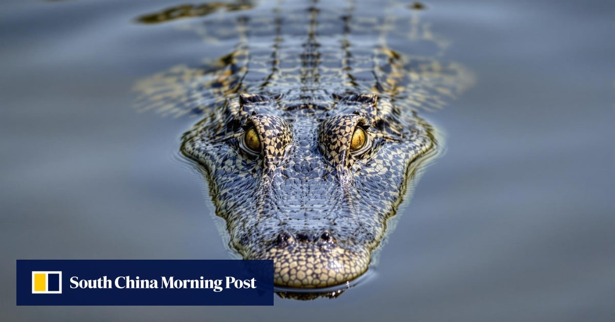 Man arrested for attempted murder after toddler ends up in crocodile enclosure at UK zoo Man arrested for attempted murder after toddler ends up in crocodile enclosure at UK zoo