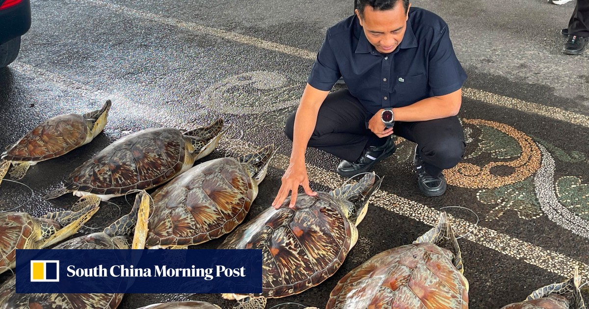 Indonesian police smash turtle-smuggling ring in Bali, rescue 21 live animals