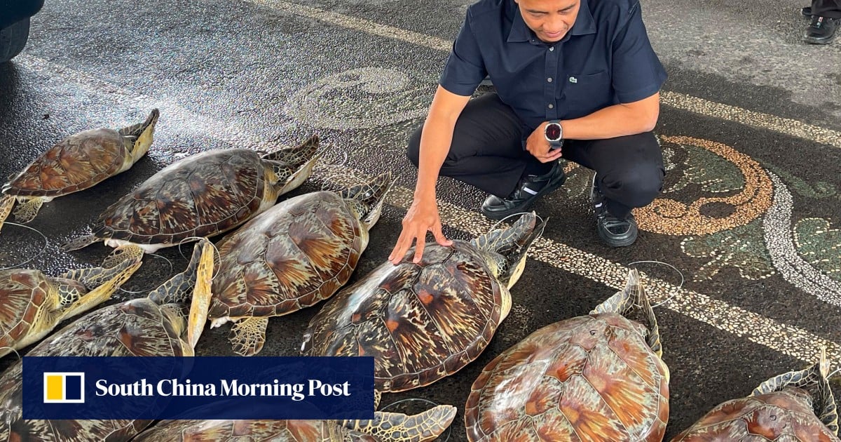 Indonesian police foil turtle-smuggling ring in Bali, rescue 21 live animals