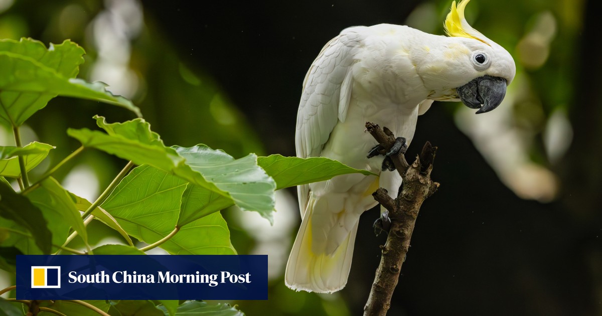 Hong Kong cockatoos could help save Indonesia’s endangered species, study shows